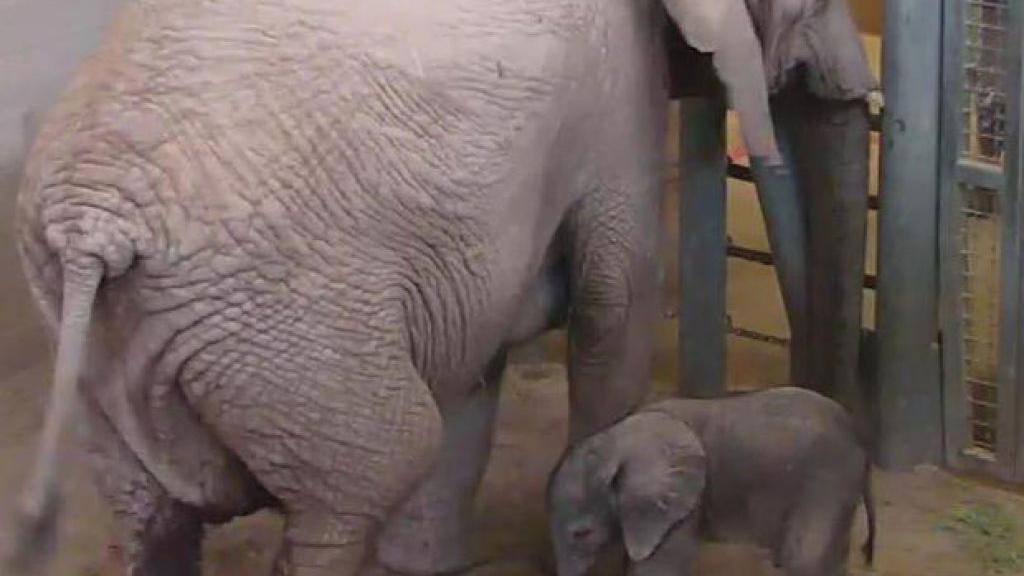 Tucson's 245-pound baby pachyderm is here